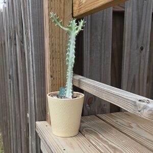 Modern Geometric Glazed Ceramic Pottery 5" Planter